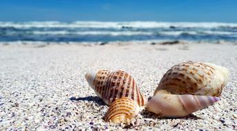 perfect seashells on the sand on the coast close up