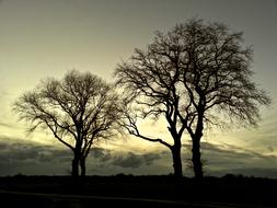 silhouettes of trees at dusk