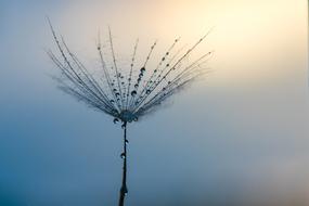 Water Drops on Dandelion at Sunset