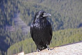 black World Bird