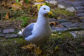 Seagull city green grass