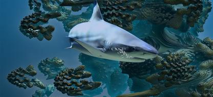 fractal shark ocean