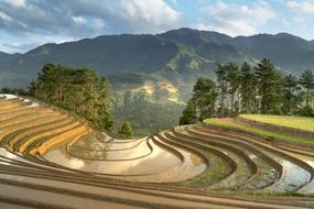 rice farming plantations in Vietnam