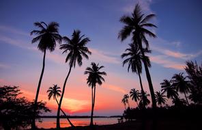 Beautiful landscape of the coast of Sri Lanka, with the silhouettes of the palm trees, at beautiful and colorful sunset