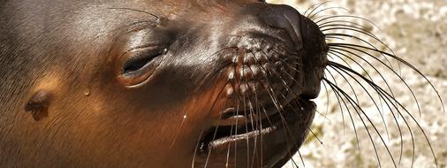 close-up sea lion face