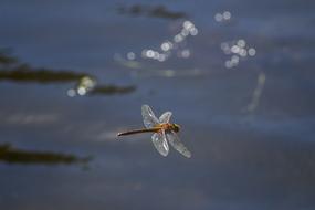 dragonfly on Water River Lake