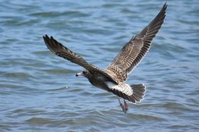 gray seabird flying above the water surface