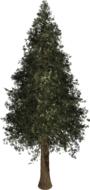 tree evergreen