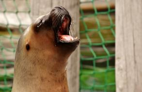 Sea Lion face zoo