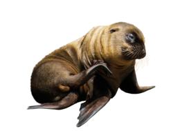Animal Sea Lion