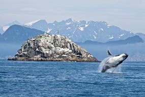 Humpback Whale Ocean