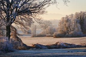 Landscape of Nature Trees at winter