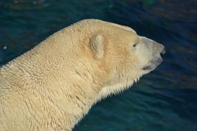 Polar Bear Water