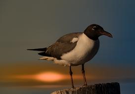 Seagull Bird sunset