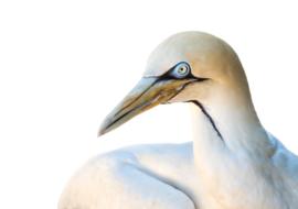 Cape Gannet Bird exotic