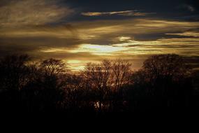 gold Sundown Forest