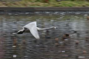 Beautiful, grey bird, flying above the lake, with the ripple, near the beautiful and colorful shore with the plants