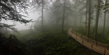 forest fog Bridge