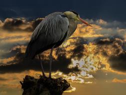 Beautiful, colorful and cute bird, at beautiful and colorful sunset, in the clouds
