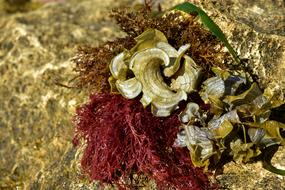 seaweed on a stone, close-up