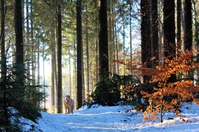 Wood Tree snow dog