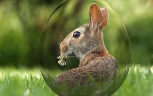 Easter bunny green grass