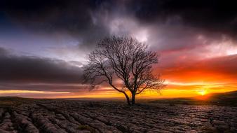 one tree red sunset