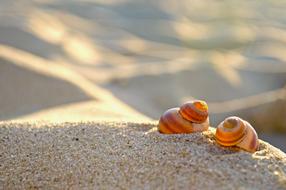 Beach Sand snail
