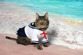 Cat in Sailor costume on beach