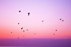 birds flying on Pink and Purple Sky