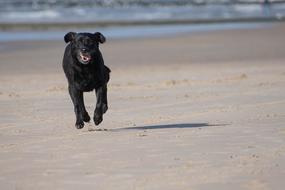 Labrador running on Beach Dunes