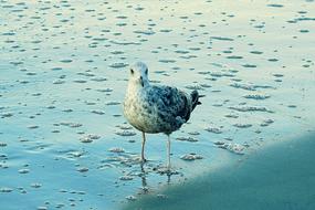 Beach Common bird