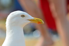 Profile portrait of the beautiful, white seagull with yellow beak