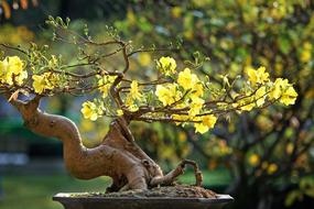 Beautiful and colorful plants in the garden, in light, on the Vietnamese Tet