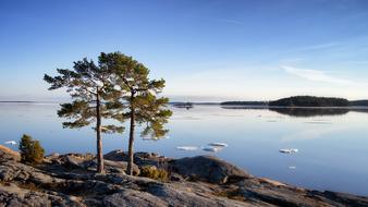 Tree Pine and lake