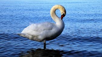 white swan in lake constance