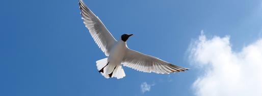 Beautiful, cute and colorful gull, flying above the sea, in light, under the blue sky with white clouds