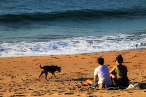 dog on the beach near people by the indian ocean