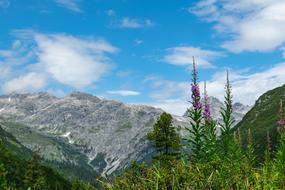 Lech Valley Alpine green