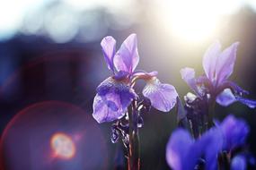 morning photo of blooming purple daffodils