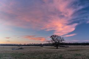 fantastic Tree Sunset Landscape