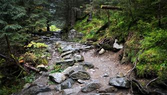 forest Path Tatry Mountains