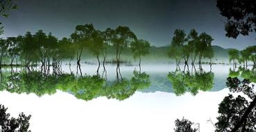 green trees by the lake in korea