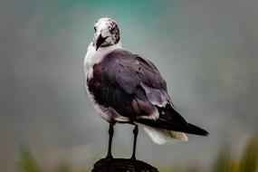 photo of a black and white seagull in the wild