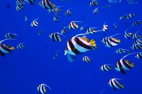 striped fish in the blue ocean in the Maldives