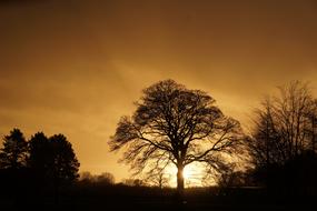 Beautiful landscape with the trees, with the colorful sunset on horizon