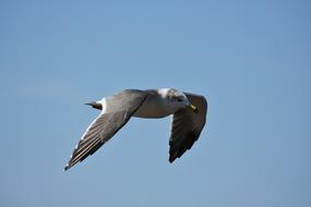 Beautiful and colorful, flying sea gull bird, in the blue sky