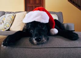 Beautiful, cute, black dog, in white and red Christmas hat, lying on the sofa