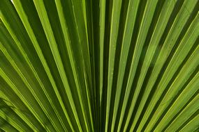 Green Leaf Palm