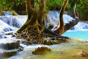 Waterfall and Tree